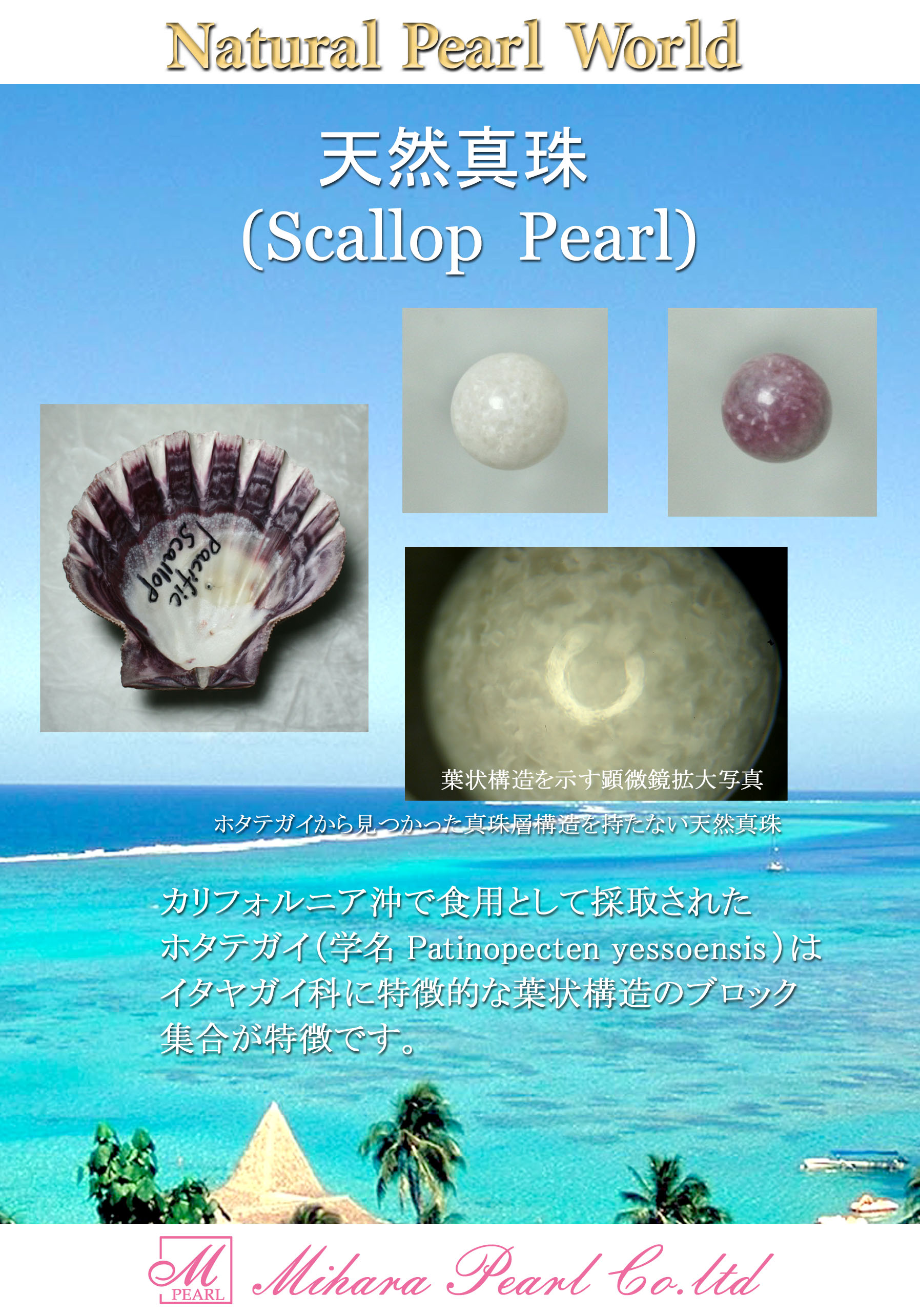 株式会社 三原真珠／natural pearl