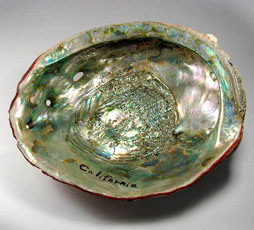 abalone01