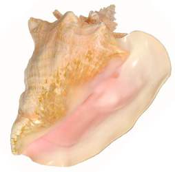 conch01