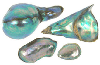 abalone02