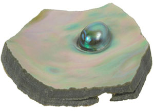 abalone04