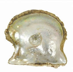 oyster01